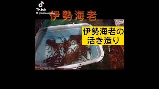 【伊勢海老】熊本グルメ 今が旬の伊勢海老をいけすからすくい上げお刺身にします！