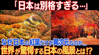 「日本は別格過ぎる…」なぜ日本の紅葉だけが異次元なのか？外国人の目には特別に映ると海外ネットでコメント殺到！日本の紅葉の秘密とは！？神々しい景色に世界が仰天！！【海外の反応】