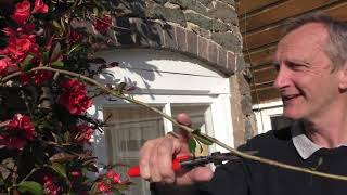 How to prune a Chaenomeles (flowering quince)