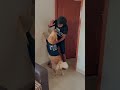 subscribe for more videos like this goldenritriever puppies doglover