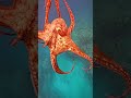 octopus steals crab from fisherman smart octopus gets away ***