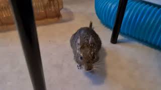 Degu Nita out on the floor