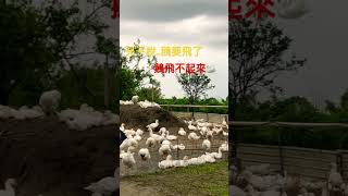 兒子跟我說鵝飛起來了，我說牠不起來的🤣🤣🤣