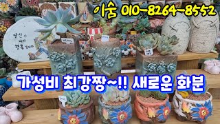 👍가성비 갑~!! 새로운 착한 화분을 소개합니다 #이숨 #succulentplantpot