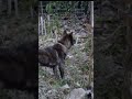 【甲斐犬 mix ハル】山デビューしたら 猟犬の血が騒ぎだす犬