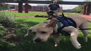 Puppy tours IUPUI campus