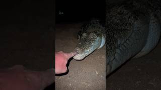 2024 yoinking recap! #snake#animal#youtube#2024#2025#viralshorts#funny#wildlife#crazy#adventure#cute