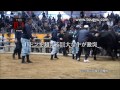 宇和島　闘牛（愛媛県宇和島市） bullfighting uwajima ehime japan