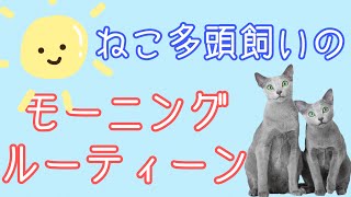 ねこ多頭飼いの【モーニングルーティーン】朝にやること全部見せます！