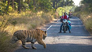 Big Tiger Crossing the Road ! Pench National Park ! Turiya gate