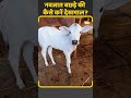 calves care कैसे करें नवजात बछड़े और बछड़ियों की देखभाल जानें इस वीडियो calves calf tips