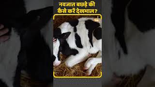 Calves Care: कैसे करें नवजात बछड़े और बछड़ियों की देखभाल, जानें इस वीडियो #calves #calf #tips