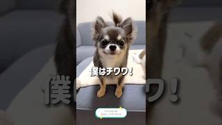 飼い主さんへの愛が一途過ぎるチワワをご紹介🐶#犬 #犬のいる暮らし #愛犬 #わんこ #犬バカ部 #ペット#犬好きな人と繋がりたい#ミックス犬 #犬のいる生活 #わんこのいる生活