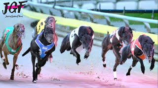 Greyhound Racing Masters – 500m Championship in Under 31 Seconds!🔥