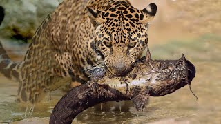 Incrível Leopardo Caçando Uma Guepardo Catfish Captura Única E Rara Visão De Pesca Grandes Felinos