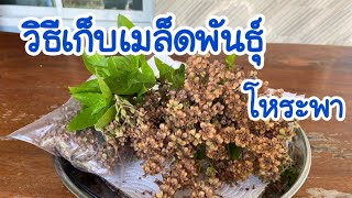 วิธีการเก็บเมล็ดโหระพาไว้ทำพันธุ์ Thai basil