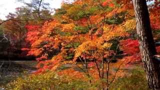 終盤を迎えた六甲の紅葉－神戸市立森林植物園－2014 11 19 20