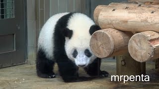 今日のシャンシャン　８月５日　上野動物園　香香　パンダ