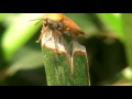 lychee bug on cheung chau hong kong