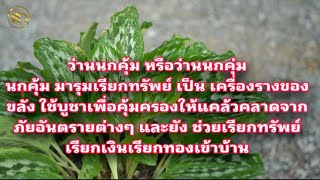 ว่านนกคุ้ม หรือว่านนกคุ่ม #ว่านนกคุ้ม #ต้นไม้แห่งโชคลาภ #Chayjula_Ch.