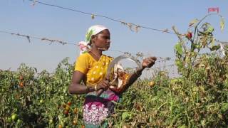 Notebandi takes the sauce out of Nashik's tomatoes #Demonetisation