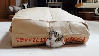 紙袋の穴開け係なねこ。-Maru makes a big hole in the paper bag.-