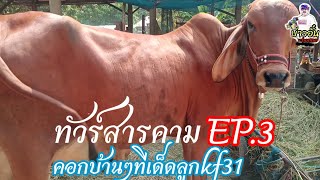 ทัวร์สารคามEP.3คอกวัวบ้านๆลูกKF31บอกเลยไม่ดูพลาด!!!#บ่าวอั๋นchannel