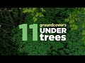 11 Perennial Ground Cover Plants Performing Great Under Trees