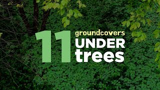 11 Perennial Ground Cover Plants Performing Great Under Trees