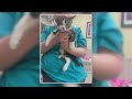 Indiana women rescue 'hurricane cats' in Florida