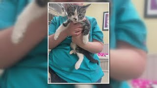 Indiana women rescue 'hurricane cats' in Florida