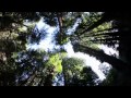 Work in progress music video