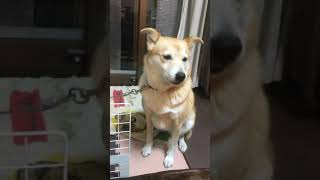 どうしたの？なんか必死に訴えているゆずちゃんの巻　柴犬ミックス犬　＃柴犬　＃雑種犬　＃犬