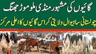 Today Malumor Mandi Jhang Rates Update | Cows Fresh Rates Update | Cow Mandi