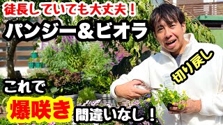 ◆シーズン到来！【切り戻し】超モリモリ大作戦🌱