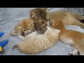 mother cat charo arbitrates a fight between kittens kitten pom surrenders to her...