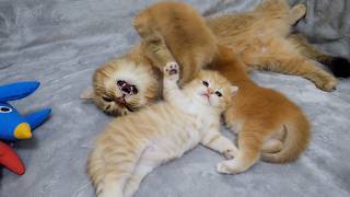 Mother cat Charo arbitrates a fight between kittens! Kitten Pom surrenders to her...