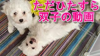 ただひたすらビションフリーゼの双子の動画　Bichon Frise 비숑 프리제