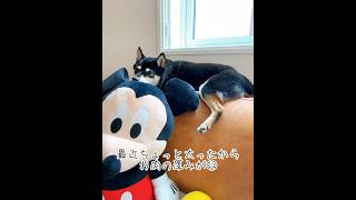 【柴犬】昼寝を極めし者の急遽のダラン🦊　#dog #doglover #doglife #わんこ #柴犬 #柴犬のいる暮らし #shorts #癒し #お昼寝