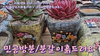 특집/ 민공방분/예뿐화분/베란다가환해져요.  나는농부다282회출연. 이화랜드010-3339-2461.  MBC생방송오늘저녁출연