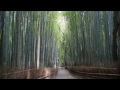 京都の四季　嵯峨野 竹林の道　癒しの道　bamboo forestとして海外でも有名