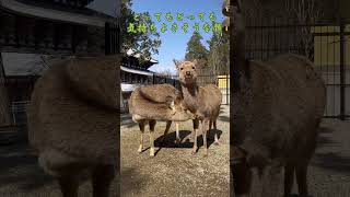 奈良のシカが毛づくろいをして気持ちよさそうな顔をしているな🦌 / Nara Trip