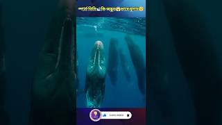 স্পার্ম তিমি🐋কি অদ্ভুত😱ভাবে ঘুমায়😴|Sperm whales sleep in a strange way|#shorts #shortvideo #facts