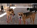 Dog TV Daycare #6