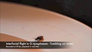 Amazing high speed water-skiiing beetle