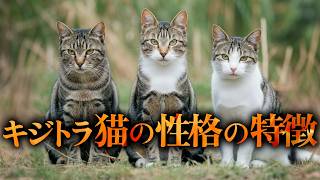 【驚嘆】キジトラ猫の性格7つの特徴｜これを知ればさらに好きになる！