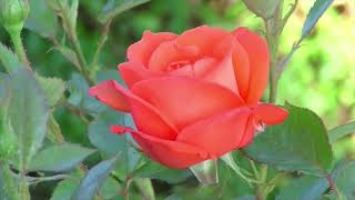 Abilene Florist Same Day Flower Delivery in Abilene, TX from Local Flower Shop