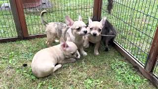 Cute Merle Chihuahua x French bulldog