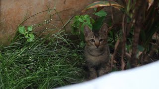 Kitten hide and move away from human interaction