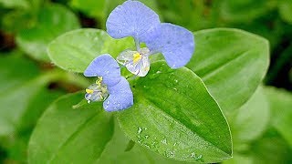 Herbal Plant | Secret Health Benefits of Commelina Benghalensis